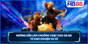 Hướng Dẫn Làm Chuồng Chạy Cho Gà Đá Từ Kinh Nghiệm Sư Kê